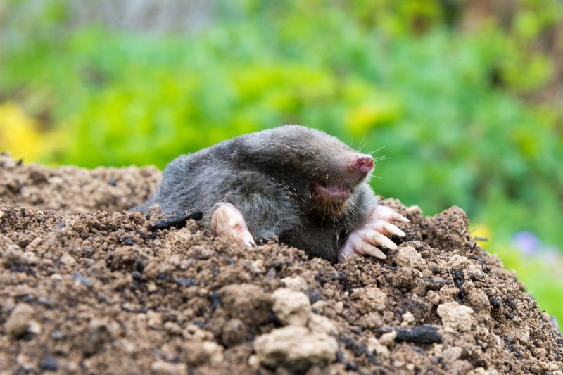 Mole Trapping detail