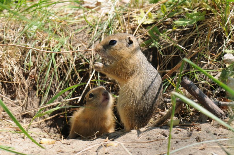 Gopher Extermination Service